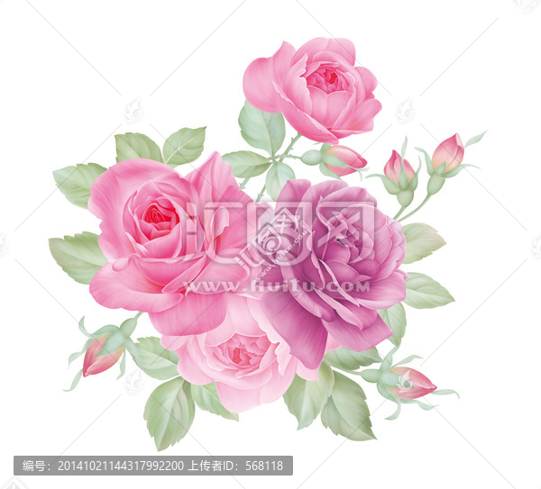 高清玫瑰花