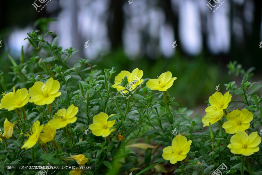 沙滩边上的小黄花月见草