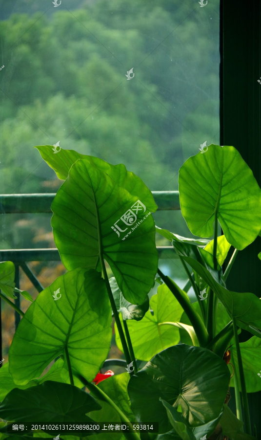 龜背竹