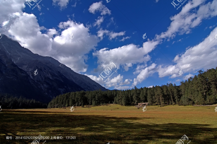 丽江玉龙雪山云杉坪高山草甸全景