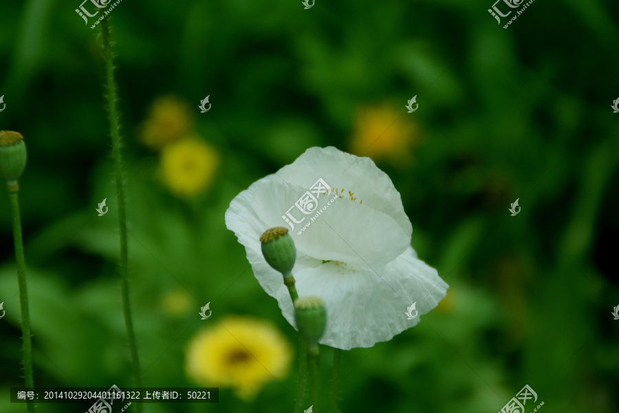 花朵