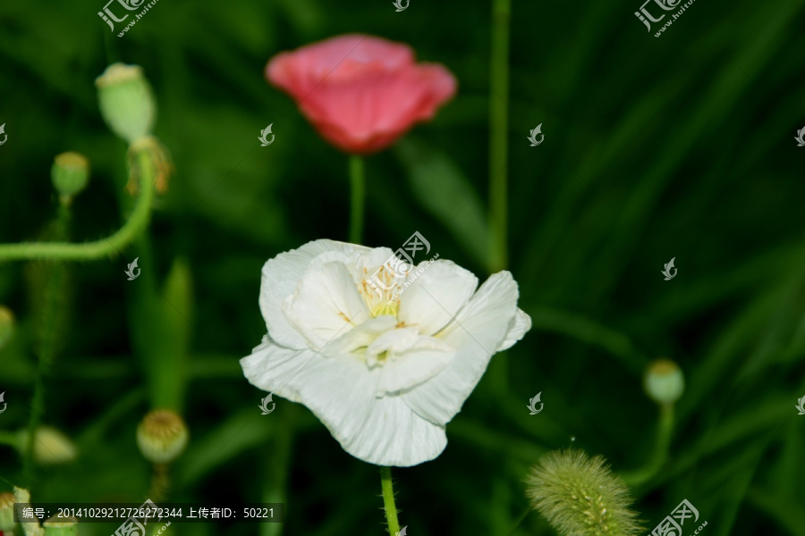 花朵