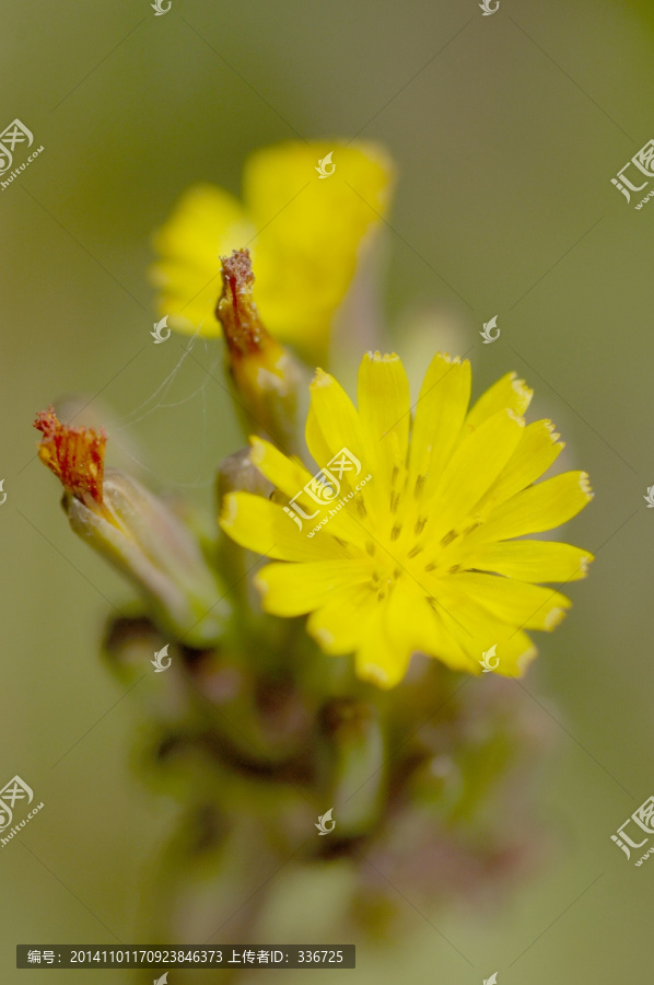 抱茎苦荬菜