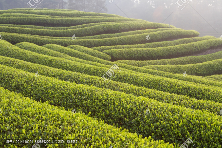 茶叶山