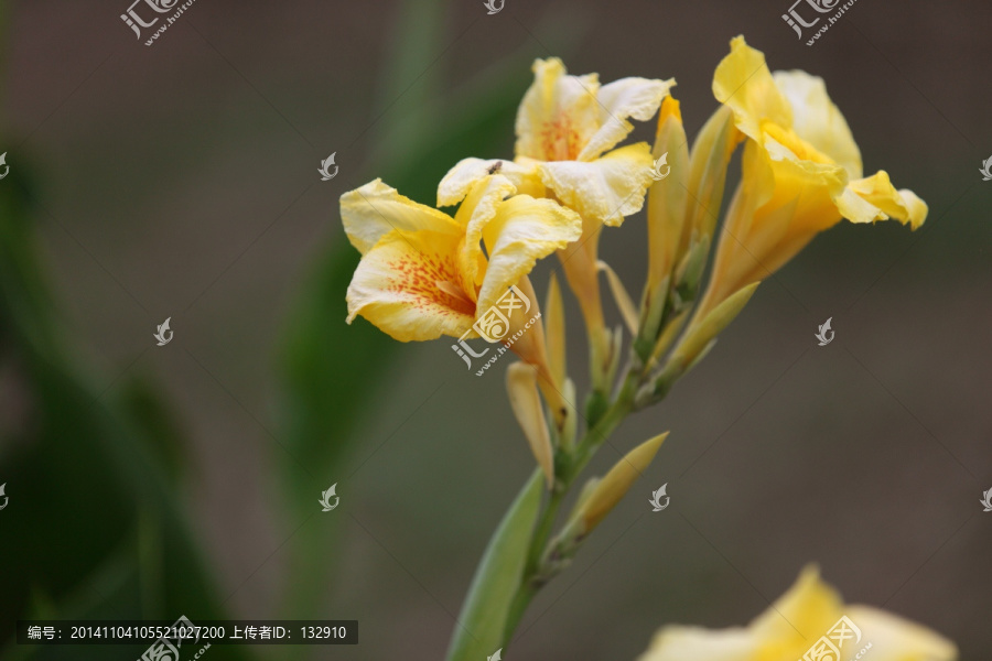 美人蕉,花,鲜花,芭蕉,植物