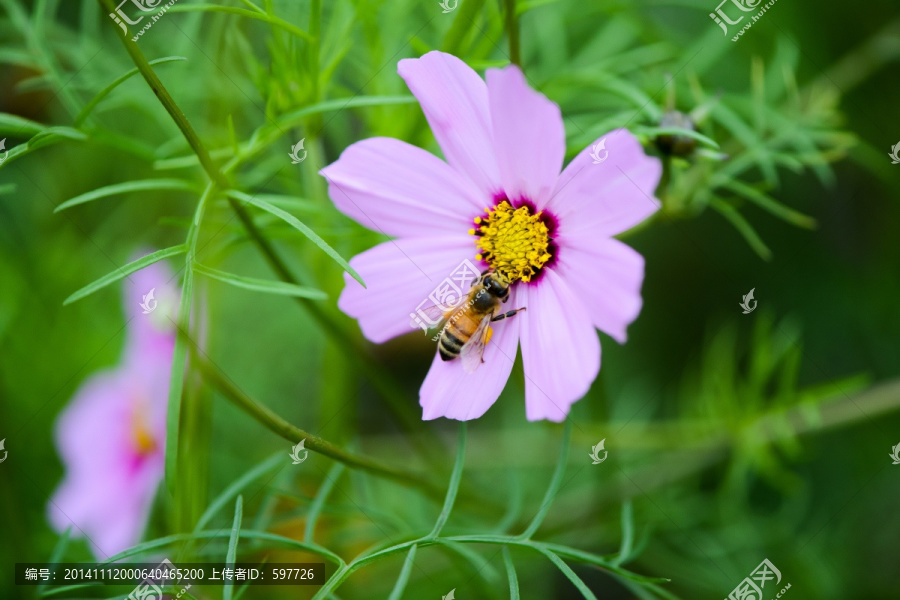 格桑花与小蜜蜂