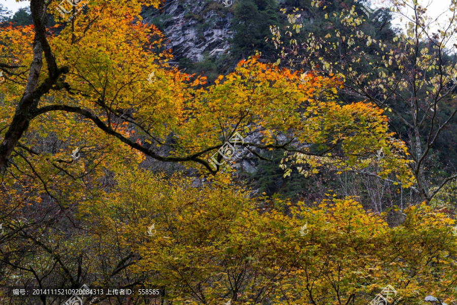 虎牙大峡谷,秋树