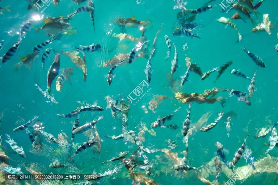 海洋热带鱼群纹理图