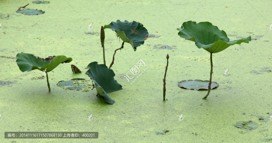 蓝藻中的荷