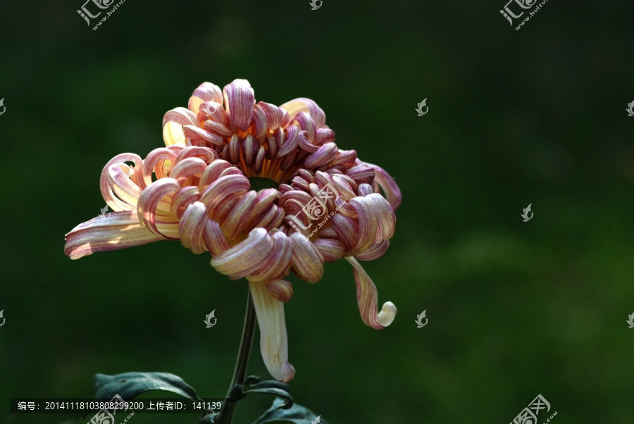 菊花,秋菊,花卉,植物,花瓣