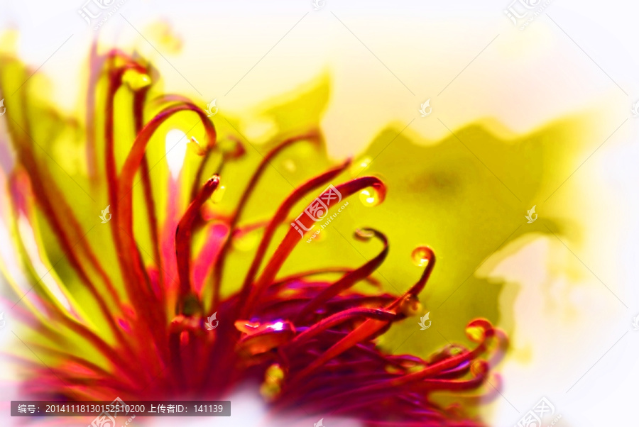油畫,花卉油畫,裝飾畫