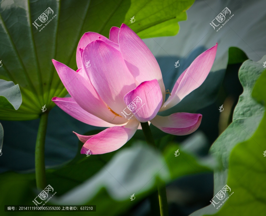 圓明園荷花高清圖