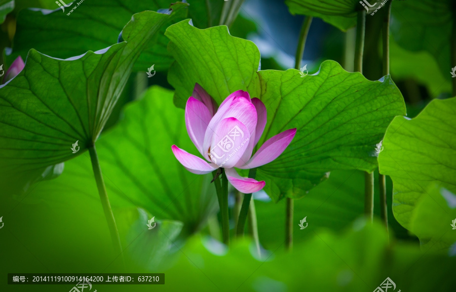 圓明園荷花高清圖