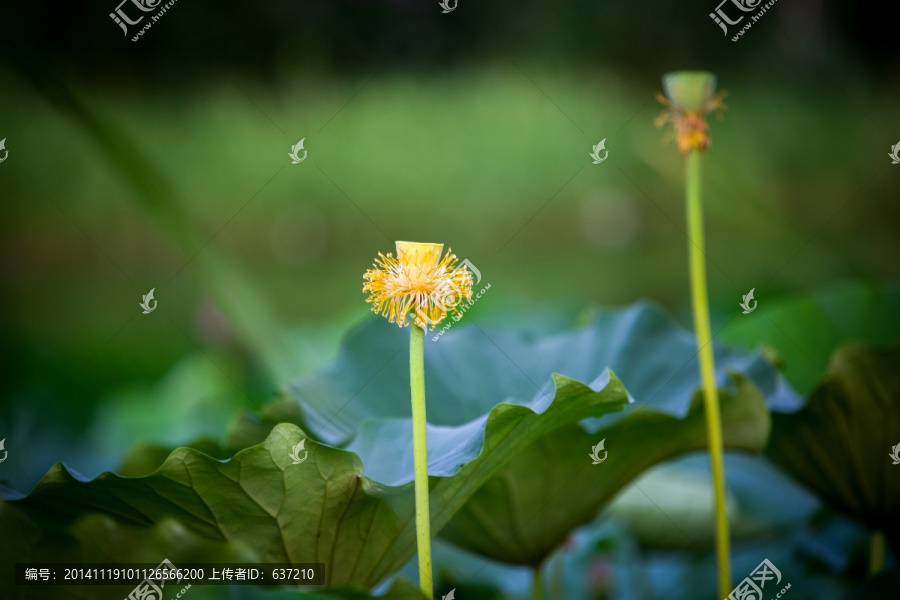 荷花蓮蓬高清圖
