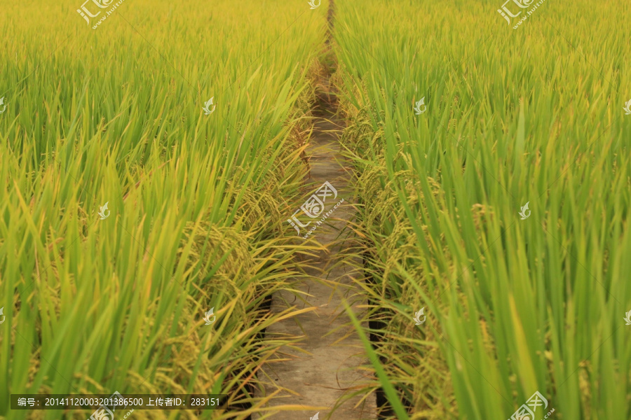水稻田