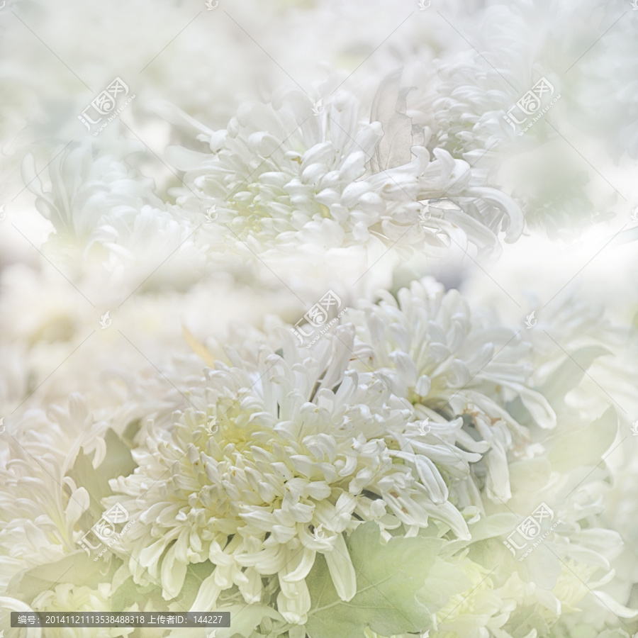 白色菊花