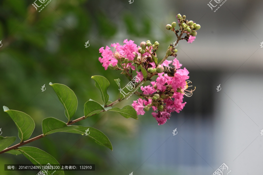 紫薇,痒痒花,痒痒树,紫金花