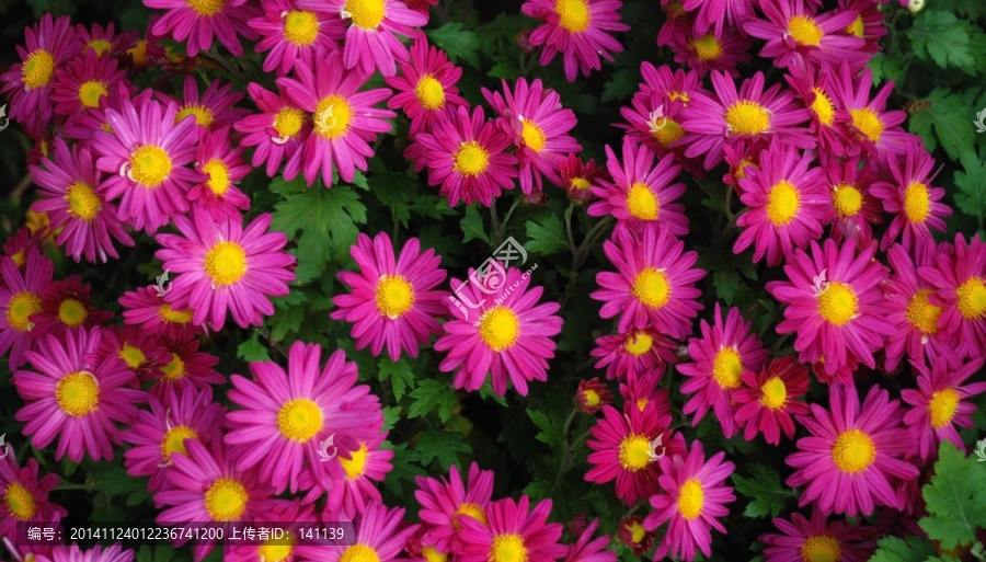 菊花,秋菊,花卉,花瓣,花蕊