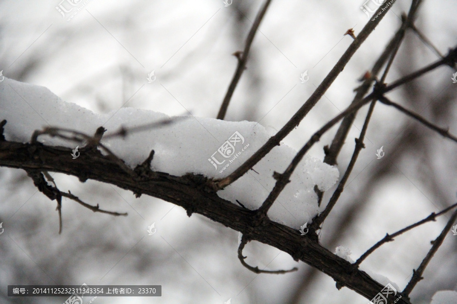 傲雪