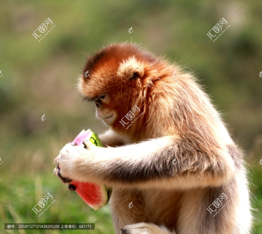 金丝猴吃西瓜