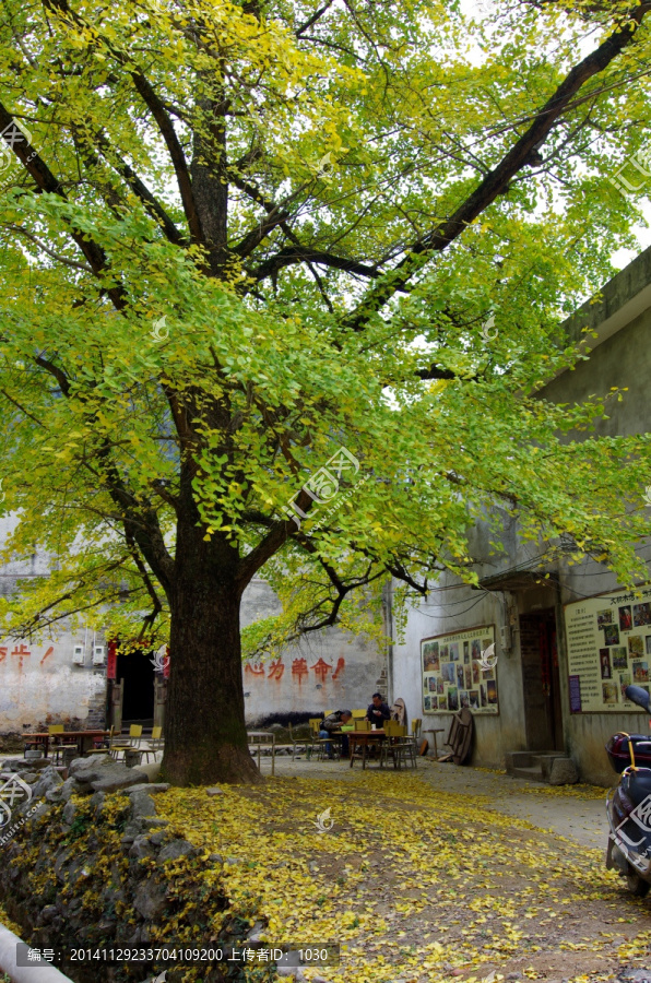 银杏树