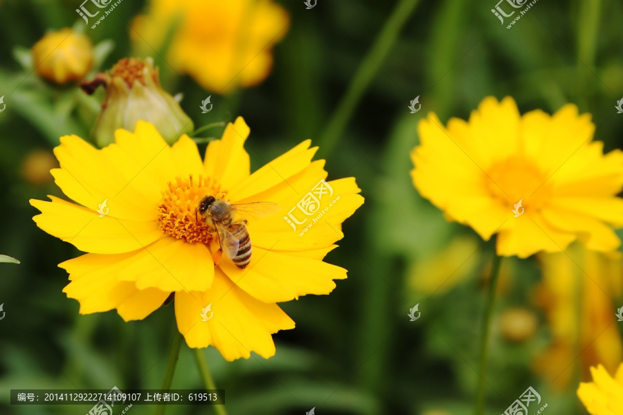 采花蜜蜂