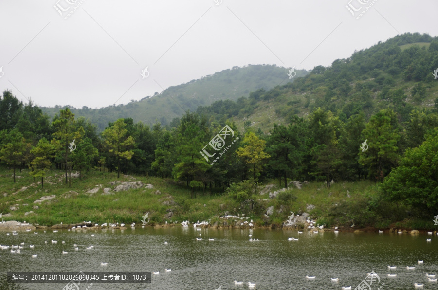 鸭戏碧水青山间