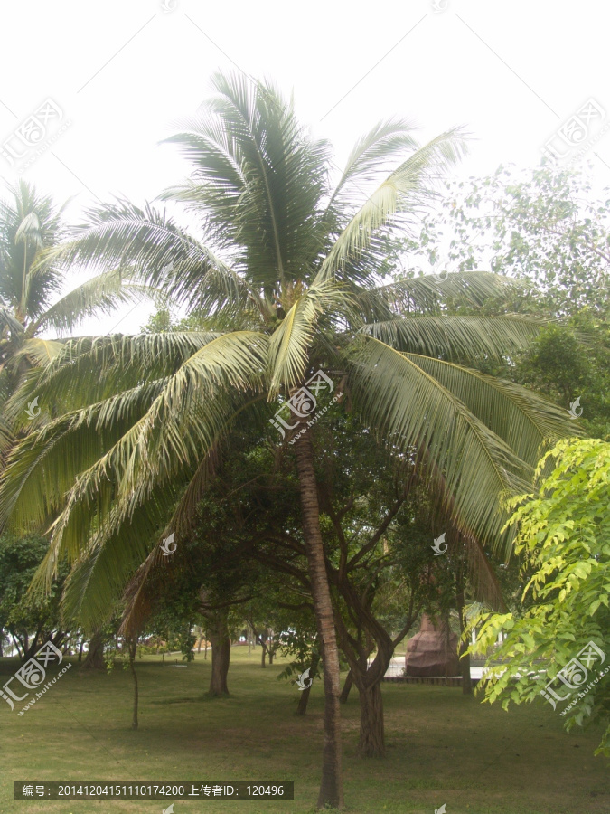 熱帶植物trees