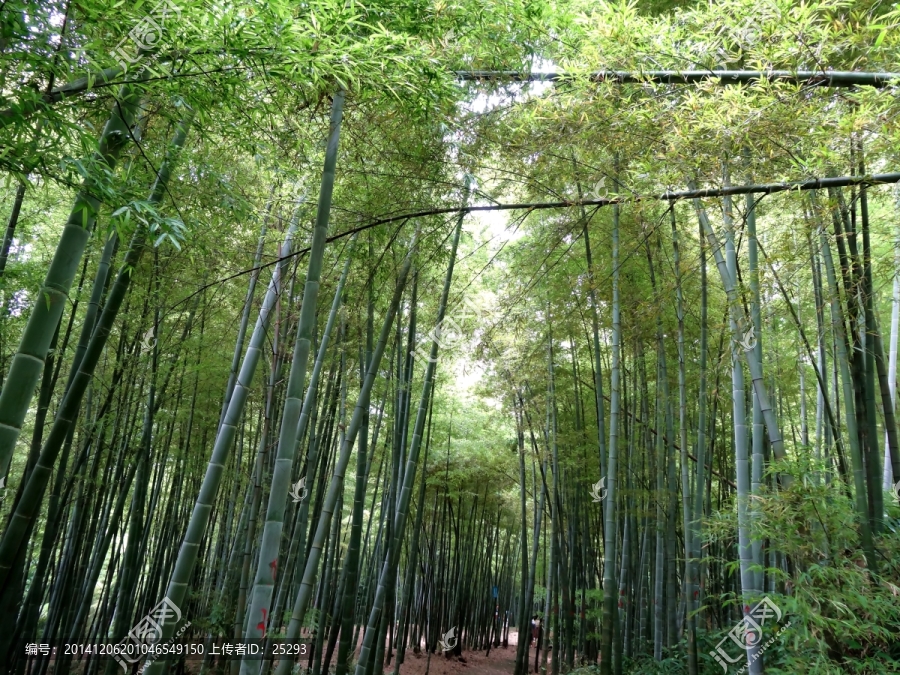 竹林