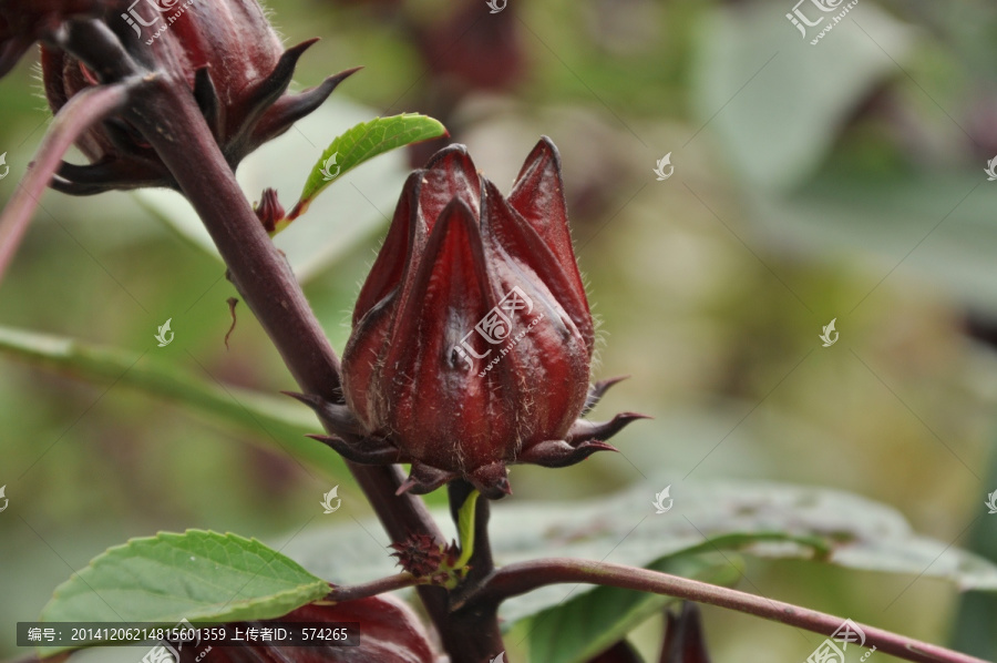 玫瑰茄,洛神花