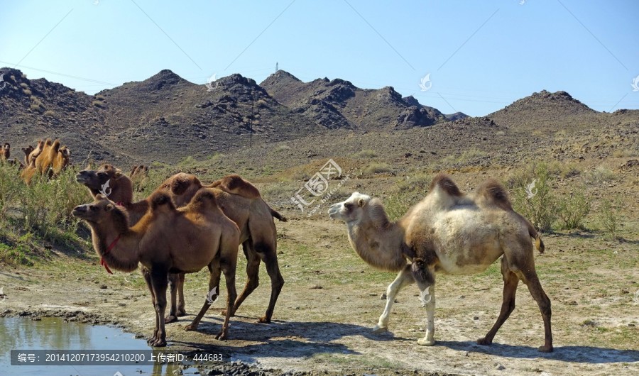 新疆骆驼