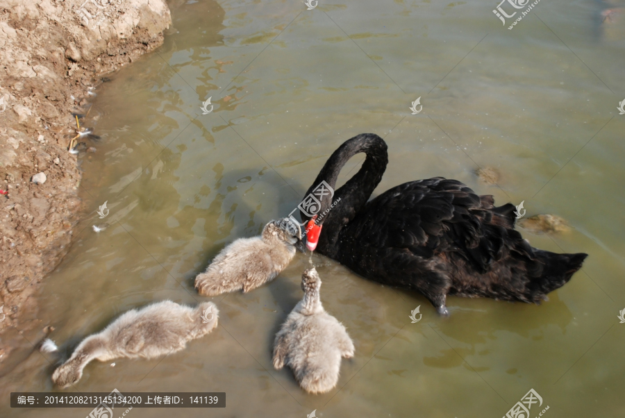 天鹅,黑天鹅,天鹅妈妈和宝宝