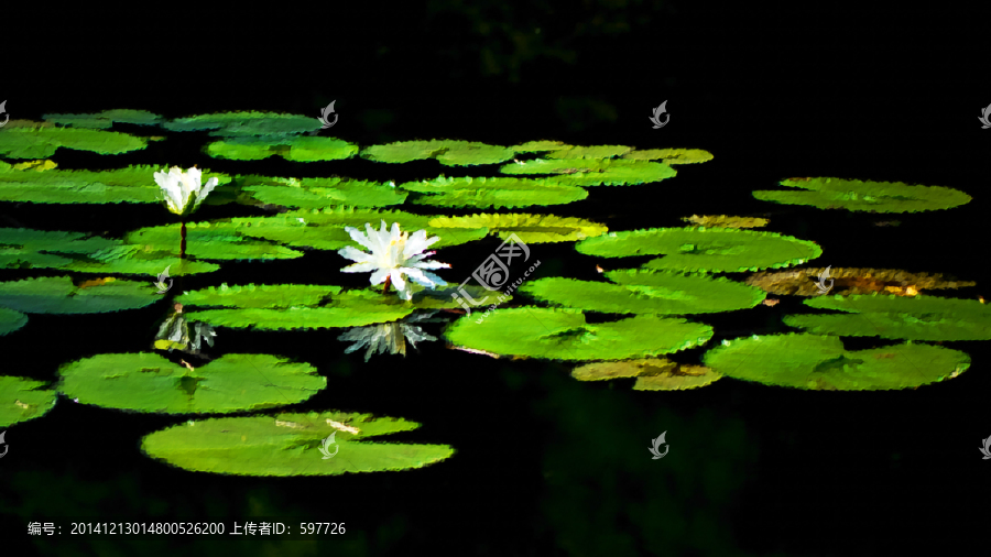 無框畫蓮花