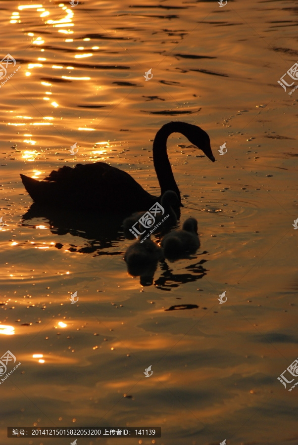 夕阳中黑天鹅,天鹅妈妈和宝宝