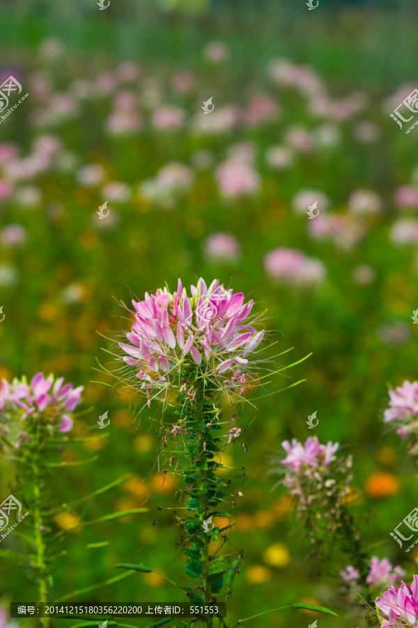 醉蝶花