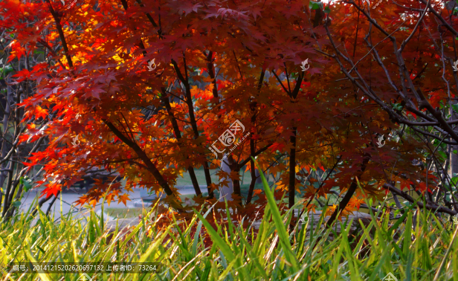 紅葉