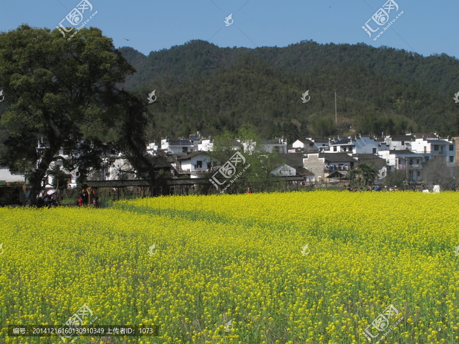 婺源,严田村,油菜花海