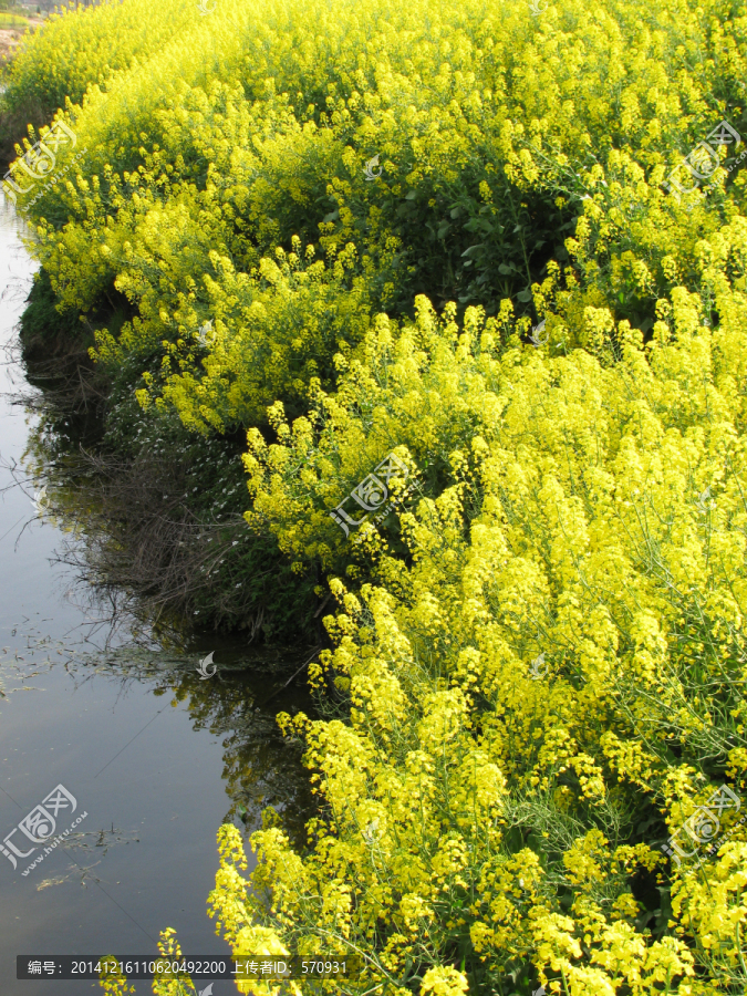 油菜花