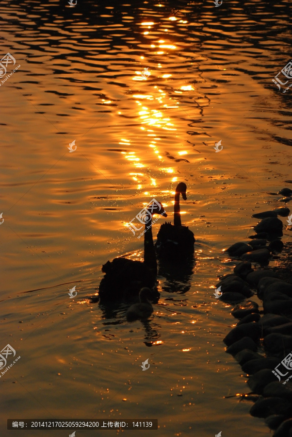 夕陽中黑天鵝,天鵝媽媽和寶寶
