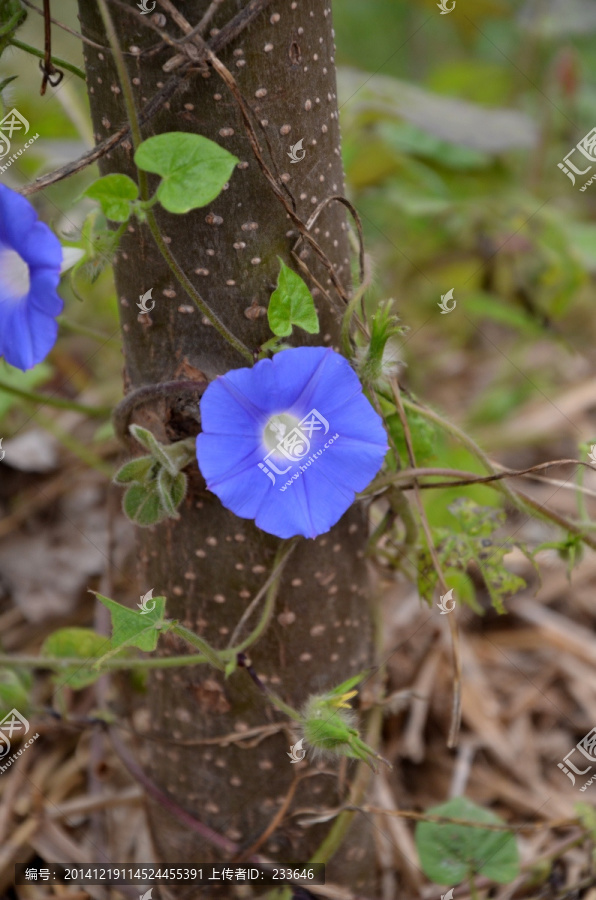 牵牛花