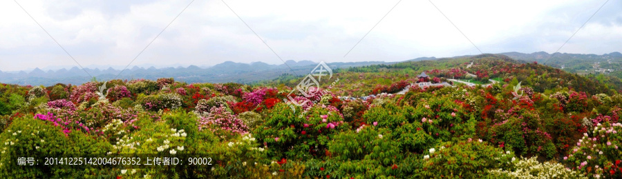 百里杜鹃花（非高清）