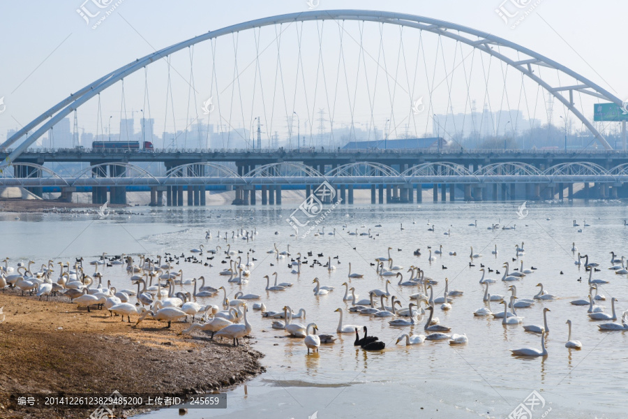 三门峡天鹅湖公园