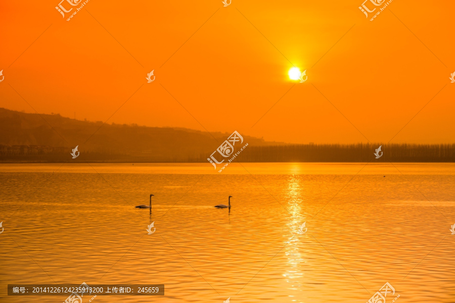 天鹅,天鹅湖,天鹅群,金色阳光