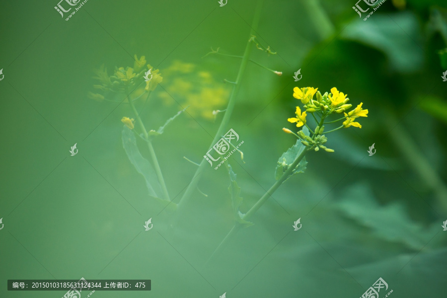 油菜花,花