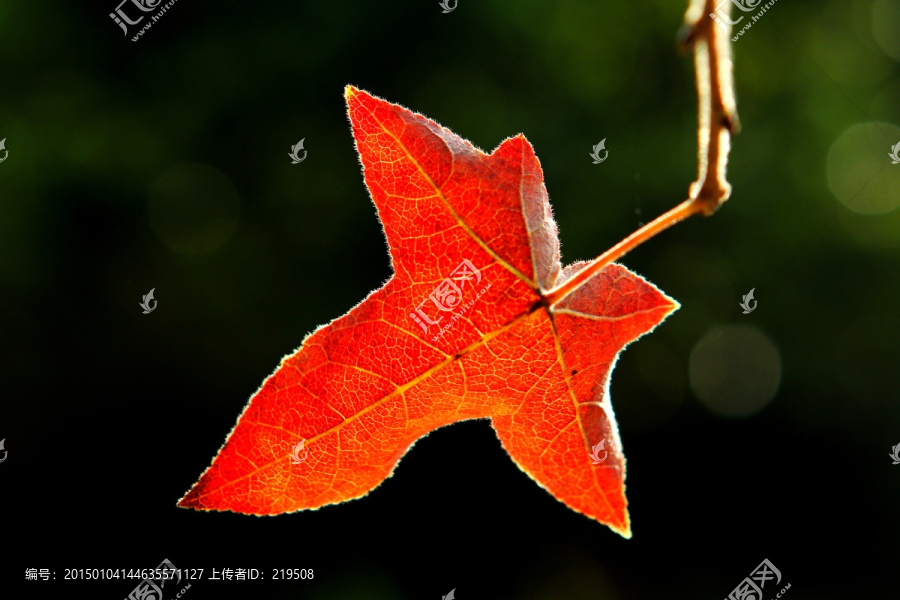 紅葉