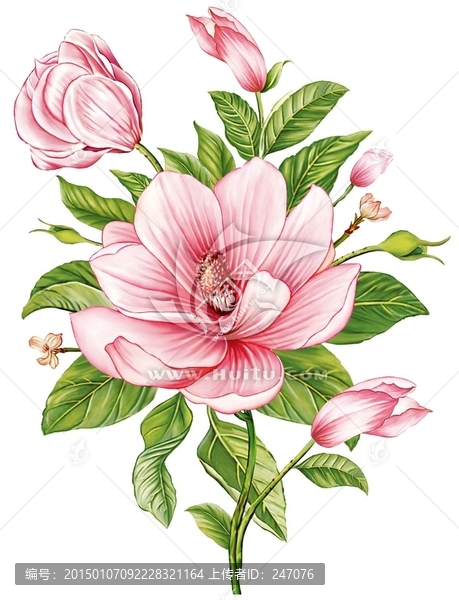 紅茶花（四色通道分層）
