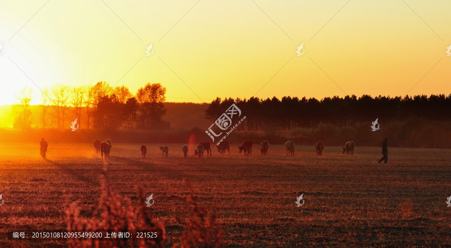 原野夕阳下的牛群