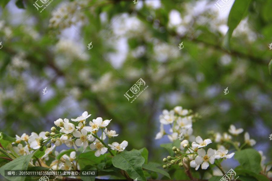 稠李子花