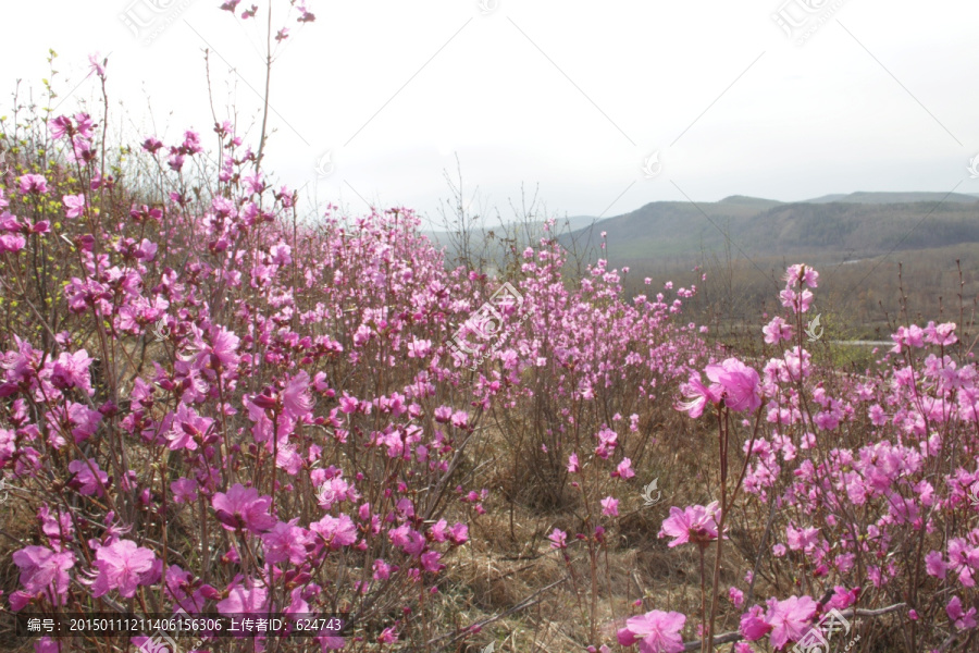 兴安杜鹃花