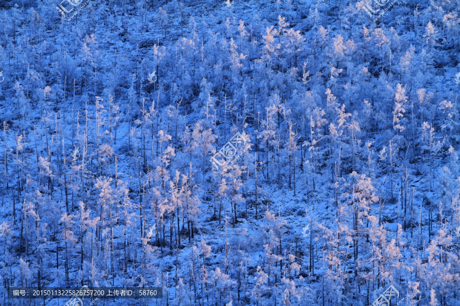 夕照雪林